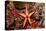 Red-Mesh Starfish (Fromia Monilis), Indian Ocean.-Reinhard Dirscherl-Premier Image Canvas