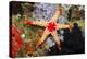 Red Mesh Starfish-Reinhard Dirscherl-Premier Image Canvas