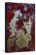 Red Moss Agate Slab-Darrell Gulin-Premier Image Canvas