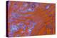 Red Moss Agate-Darrell Gulin-Premier Image Canvas