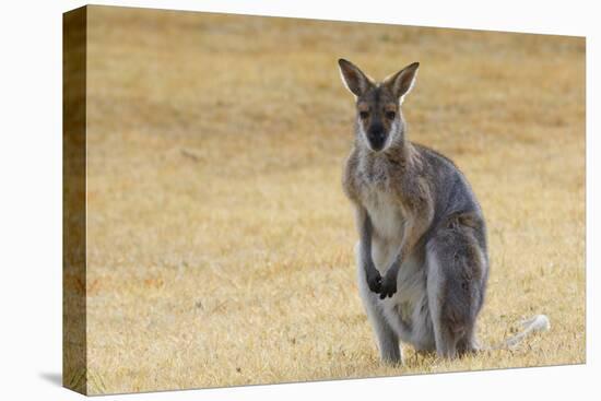 Red Neck Wallaby, Queensland, Australia, Pacific-Jochen Schlenker-Premier Image Canvas