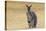 Red Neck Wallaby, Queensland, Australia, Pacific-Jochen Schlenker-Premier Image Canvas