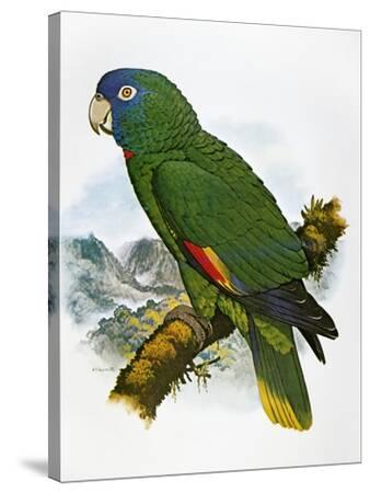 Red-Necked Amazon Parrot' Giclee Print - William T. Cooper | Art.com