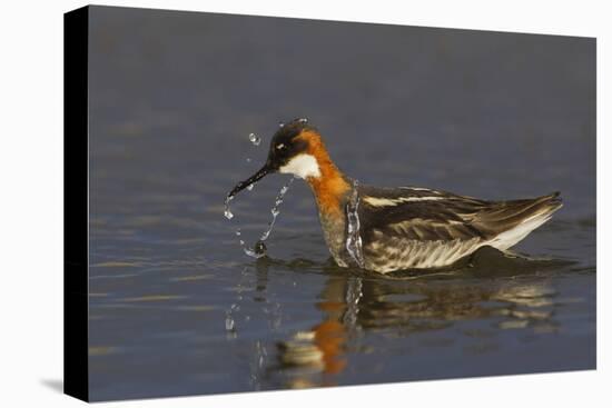 Red-Necked Phalarope-Ken Archer-Premier Image Canvas