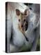 Red-necked Wallaby Joey in Pouch, Bunya Mountain National Park, Australia-Theo Allofs-Premier Image Canvas