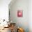 Red Onion-Greg Elms-Premier Image Canvas displayed on a wall