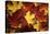 Red, Orange and yellow maples leaves in Autumn-Alan Majchrowicz-Premier Image Canvas