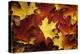 Red, Orange and yellow maples leaves in Autumn-Alan Majchrowicz-Premier Image Canvas