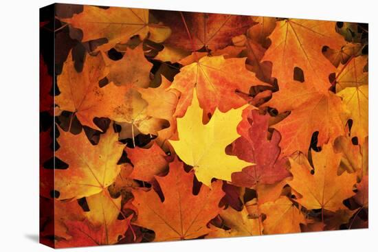 Red, Orange and yellow maples leaves in Autumn-Alan Majchrowicz-Premier Image Canvas