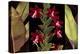 Red Orchids & Palm Leaves-Rodolfo Jimenez-Stretched Canvas