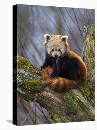 Red Panda (Ailurus Fulgens), Himalayas-Andres Morya Hinojosa-Premier Image Canvas