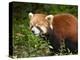 Red Panda (Ailurus Fulgens), Panda Breeding and Research Centre, Chengdu, Sichuan Province, China, -Neale Clark-Premier Image Canvas