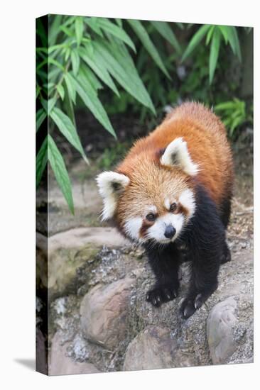 Red Panda (Ailurus Fulgens), Sichuan Province, China, Asia-G & M Therin-Weise-Premier Image Canvas