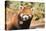 Red Panda (Ailurus Fulgens), Sichuan Province, China, Asia-G & M Therin-Weise-Premier Image Canvas