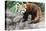 Red Panda (Ailurus Fulgens), Sichuan Province, China, Asia-G & M Therin-Weise-Premier Image Canvas