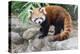 Red Panda (Ailurus Fulgens), Sichuan Province, China, Asia-G & M Therin-Weise-Premier Image Canvas