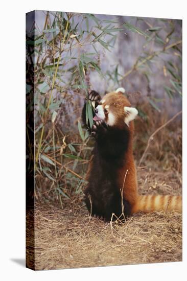 Red Panda Eating Bamboo Leaves-DLILLC-Premier Image Canvas