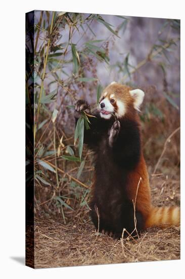 Red Panda Eating Bamboo Leaves-DLILLC-Premier Image Canvas