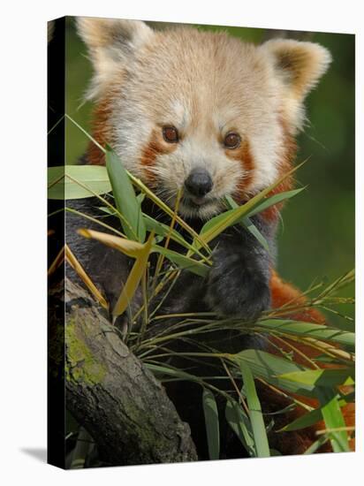 Red Panda Feeding on Bamboo Leaves, Iucn Red List of Endangered Species-Eric Baccega-Premier Image Canvas