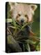 Red Panda Feeding on Bamboo Leaves, Iucn Red List of Endangered Species-Eric Baccega-Premier Image Canvas
