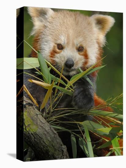 Red Panda Feeding on Bamboo Leaves, Iucn Red List of Endangered Species-Eric Baccega-Premier Image Canvas