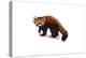 Red Panda - Icon-Lantern Press-Stretched Canvas