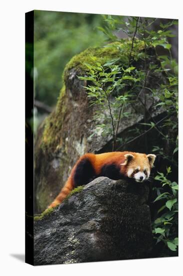 Red Panda Resting on Rock-DLILLC-Premier Image Canvas