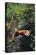 Red Panda Resting on Rock-DLILLC-Premier Image Canvas