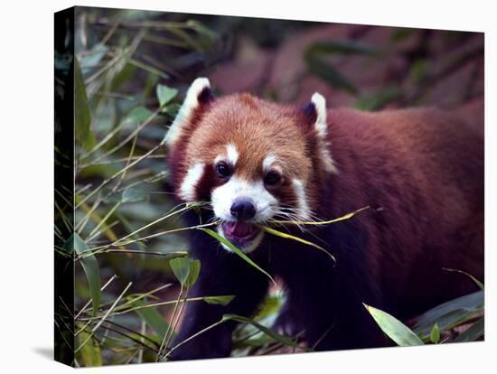 Red Panda Shining Cat Eating Bamboo, Chengdu, Sichuan, China-William Perry-Premier Image Canvas