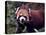 Red Panda Shining Cat Eating Bamboo, Chengdu, Sichuan, China-William Perry-Premier Image Canvas