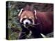 Red Panda Shining Cat Eating Bamboo, Chengdu, Sichuan, China-William Perry-Premier Image Canvas