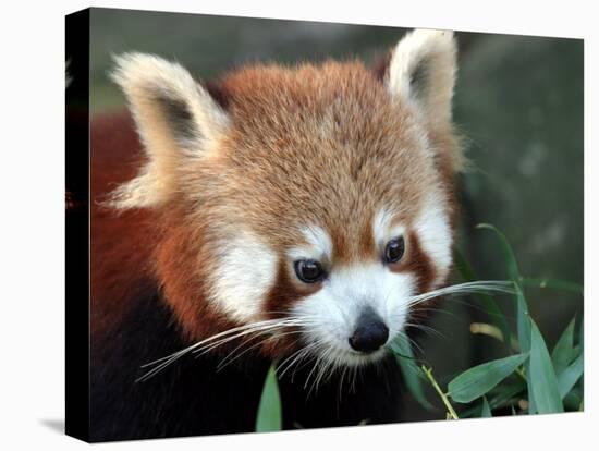 Red Panda, Taronga Zoo, Sydney, Australia-David Wall-Premier Image Canvas