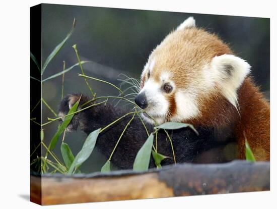 Red Panda Xia-Tschung-Mao Feeds on Bamboo-null-Premier Image Canvas