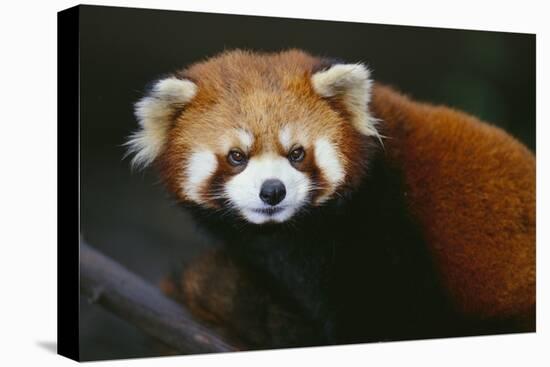 Red Panda-DLILLC-Premier Image Canvas