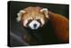 Red Panda-DLILLC-Premier Image Canvas