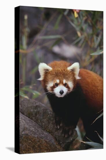 Red Panda-DLILLC-Premier Image Canvas