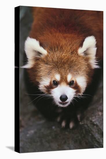 Red Panda-DLILLC-Premier Image Canvas