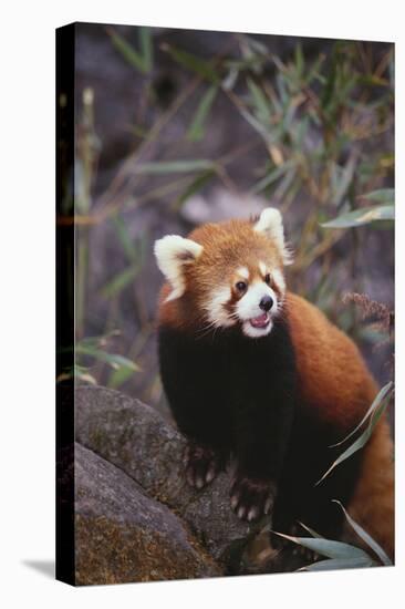 Red Panda-DLILLC-Premier Image Canvas