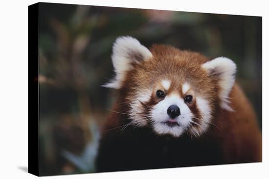 Red Panda-DLILLC-Premier Image Canvas