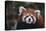 Red Panda-DLILLC-Premier Image Canvas