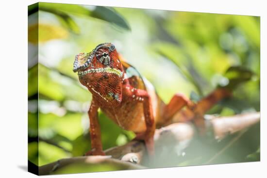 Red Panther Chameleon (Furcifer Pardalis), Endemic to Madagascar, Africa-Matthew Williams-Ellis-Premier Image Canvas