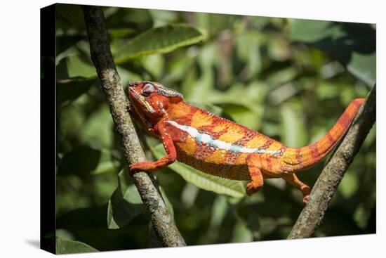 Red Panther Chameleon (Furcifer Pardalis), Endemic to Madagascar, Africa-Matthew Williams-Ellis-Premier Image Canvas