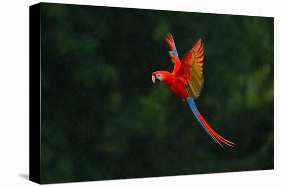 Red Parrot in the Rain. Macaw Parrot Flying in Dark Green Vegetation. Scarlet Macaw, Ara Macao, in-Ondrej Prosicky-Premier Image Canvas