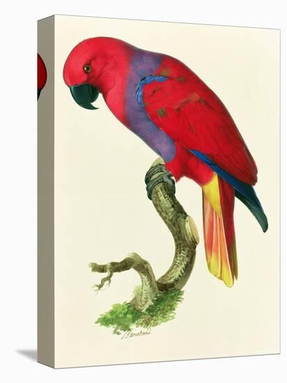 Red Parrot-Jacques Barraband-Premier Image Canvas