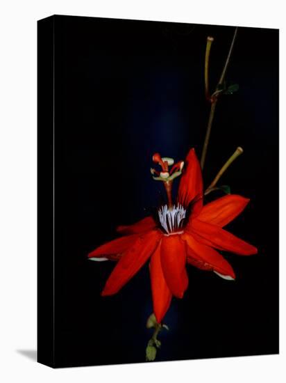 Red Passion Flower, Wilson Botanical Gardens, Costa Rica-Cindy Miller Hopkins-Premier Image Canvas