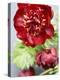 Red Peonies-Sebastian Vogt-Premier Image Canvas