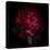 Red Peony 1-Magda Indigo-Stretched Canvas