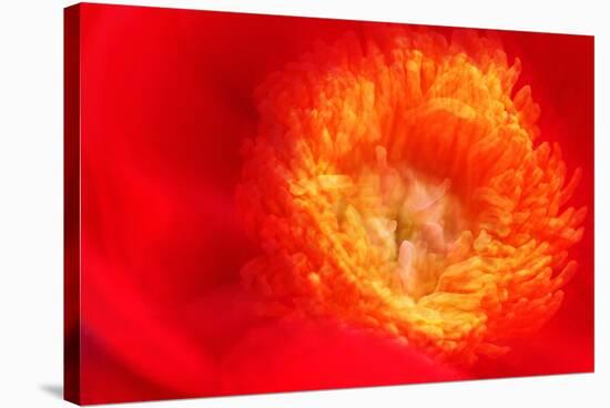 Red peony petals-null-Stretched Canvas