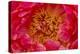 Red petals of peony flower.-William Perry-Premier Image Canvas