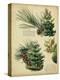 Red Pine and Eastern White Pine-null-Stretched Canvas